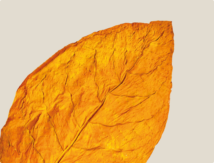 Orange tobacco leave